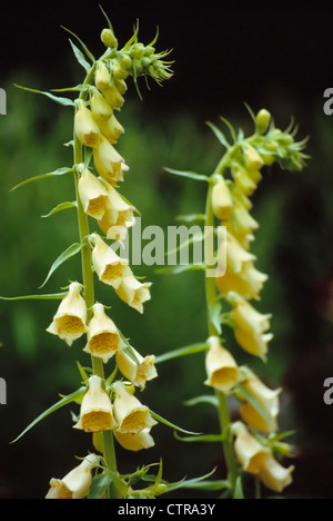 Digitalis grandiflora, Foxglove, Yellow, Green. Stock Photo