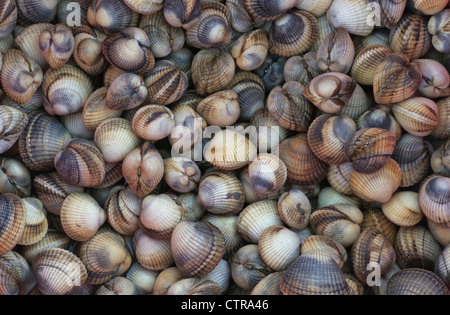 Edible Cockle Cerastoderma edule gathered at Stiffkey North Norfolk UK July Stock Photo