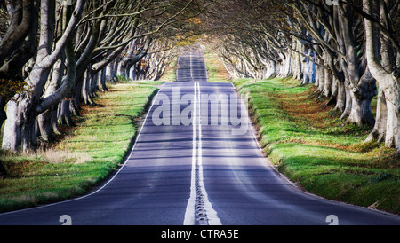 Kingston Lacy Avenue in Autumn, Dorset Stock Photo