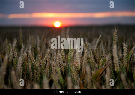 Wheat growing in Cambridgeshire, East Anglia, England, UK. July 2012 Stock Photo