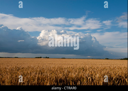 Wheat growing in Cambridgeshire, East Anglia, England, UK. July 2012 Stock Photo