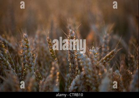 Wheat growing in Cambridgeshire, East Anglia, England, UK. July 2012 Stock Photo