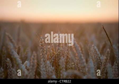 Wheat growing in Cambridgeshire, East Anglia, England, UK. July 2012 Stock Photo