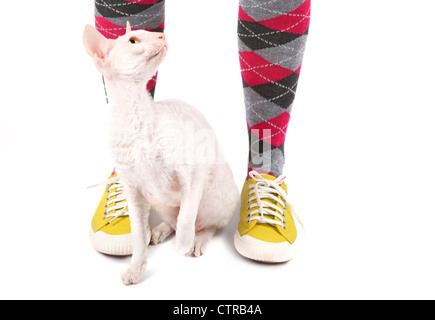 A cornish rex cat and some flamboyant sneakers and socks. Stock Photo