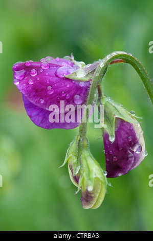 purple sweet pea flowers in an english garden Stock Photo