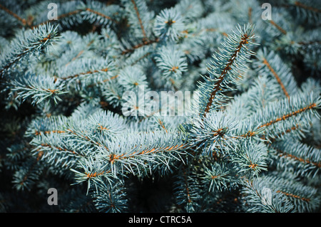 Blue spruce needles background. High resolution texture Stock Photo