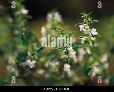 Satureja hortensis, Savory, Summer savory, White. Stock Photo