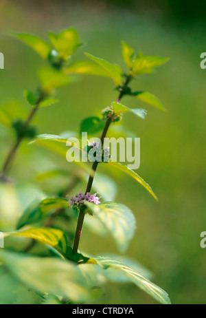 Mentha x gracilis ‘Variegata’, Mint, Ginger mint, Green. Stock Photo