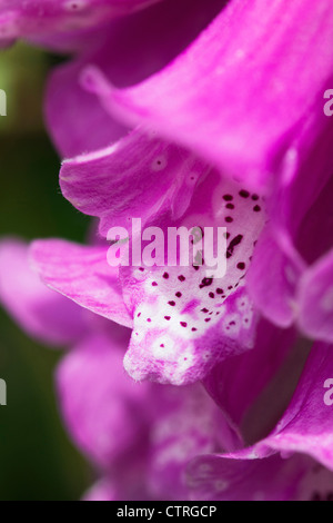 Macro of Pink foxglove flowers on Orcas island, Washington state Stock ...