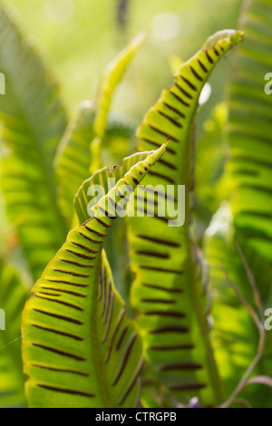 Asplenium scolopendrium, Fern, Hart's tongue fern, Green. Stock Photo