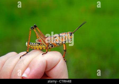 Florida,The Everglades,Big Cypress National Preserve,Tamiami Trail,Monument Lake Campground,Eastern Lubber,giant grasshopper,Romalea microptera,hand,h Stock Photo