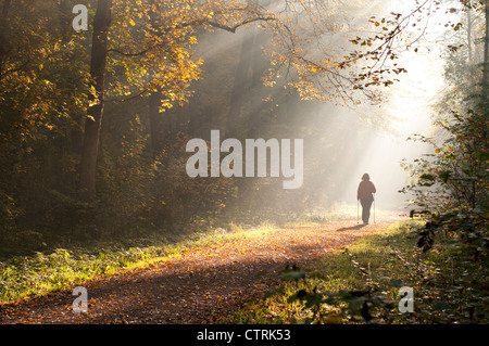 Woman walks in the morning through the autumn forest Stock Photo