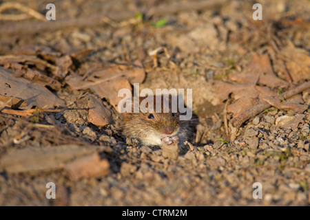 Bank vole (Myodes glareolus / Clethrionomys glareolus) leaving burrow, Germany Stock Photo