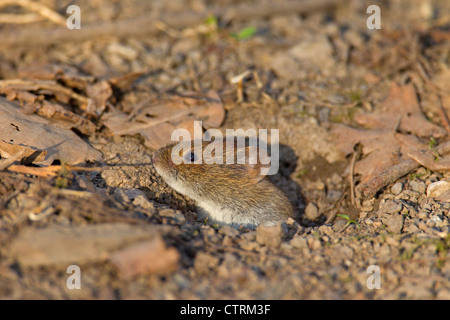 Bank vole (Myodes glareolus / Clethrionomys glareolus) leaving burrow Stock Photo