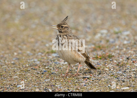 Crested lark (Galerida cristata) male sitting on the ground, Germany Stock Photo