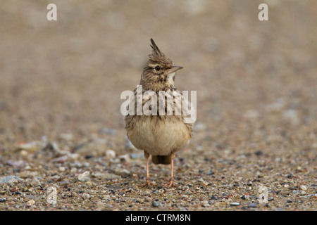 Crested lark (Galerida cristata) male sitting on the ground, Germany Stock Photo