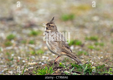 Crested lark (Galerida cristata) male sitting on the ground and calling, Germany