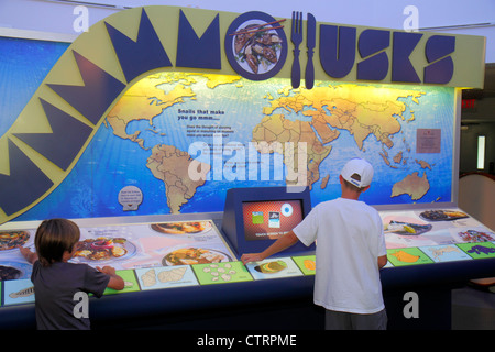 Sanibel Island Florida,Bailey Matthews Shell Museum,exhibit exhibition collection,information,mollusks,boy boys,male kid kids child children youngster Stock Photo