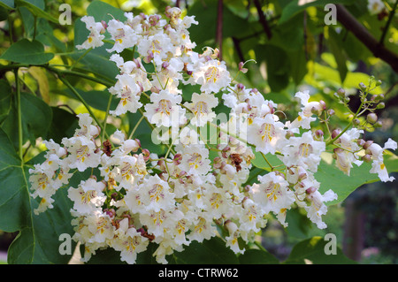 Indian Bean Tree blossom Catalpa bignonioides Stock Photo