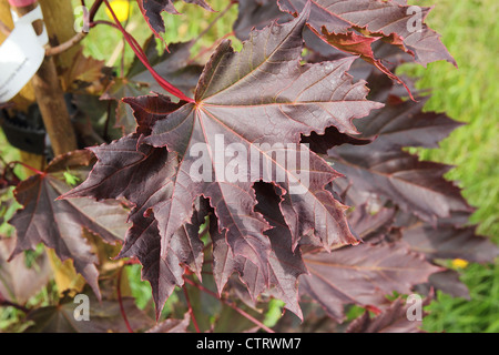 Norway Maple Acer Platanoides 'Crimson Sentry' in Summer Stock Photo