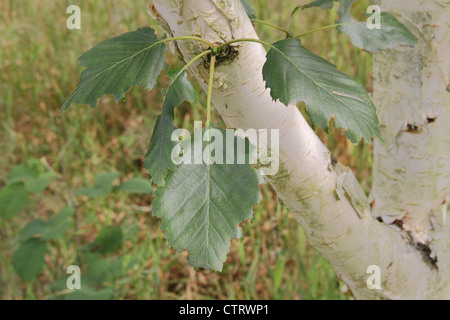 Himalayan White Birch Trunk & Leaves (Betula utilis var. jacquemontii) Stock Photo