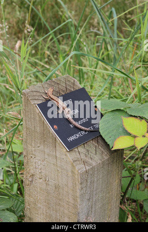 Male Common or Viviparous Lizard ( Lacerta vivipara ) basking on a wooden post, in summer, UK Stock Photo