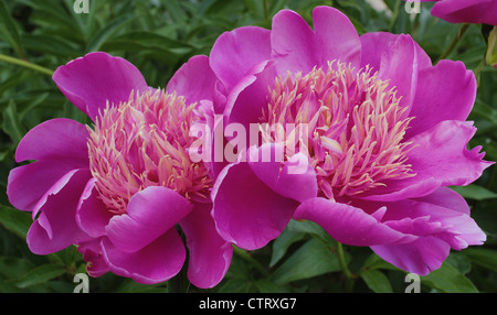 Two pink peonies flowers close up Peonia