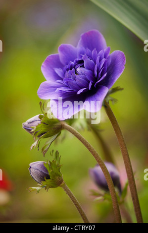 Anemone coronaria cultivar, Anemone, Blue. Stock Photo