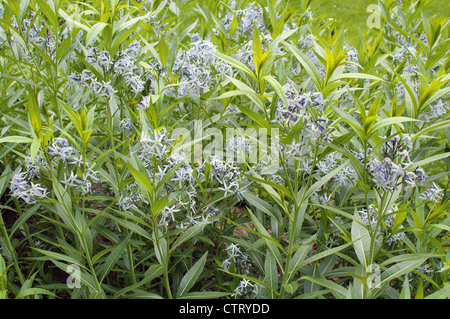 Eastern blue star flowers Amsonia tabernaemontana Stock Photo