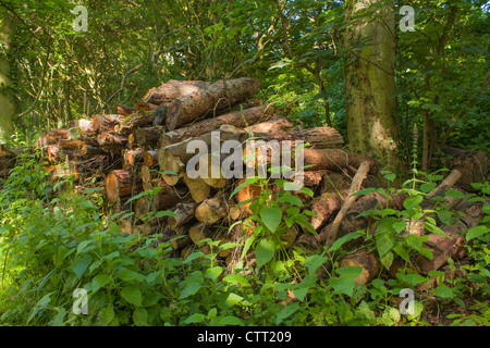 A pile of sawn logs in the forest. Stock Photo