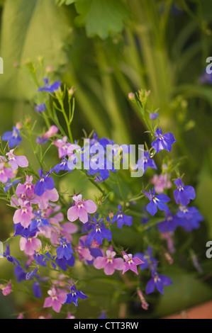Lobelia erinus cultivar, Lobelia, Blue. Stock Photo
