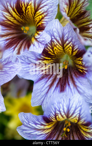 Salpiglossis sinuata, Velvet trumpet flower, Blue. Stock Photo