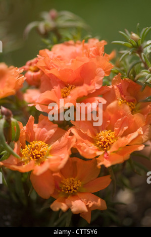 Portulaca grandiflora cultivar, Moss rose, Orange. Stock Photo