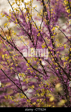 Cercis canadensis, Forest pansy, Purple. Stock Photo