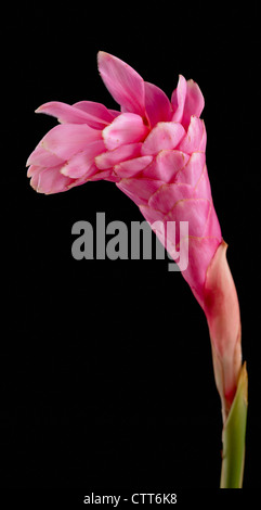 Alpinia purpurata, Red Ginger, Pink, Black. Stock Photo