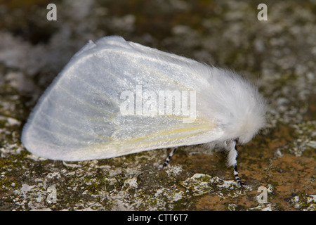 White Satin Moth (Leucoma salicis) Stock Photo