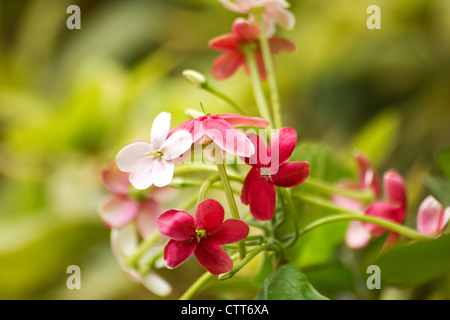 Close-up of rangoon creeper (Quisqualis indica) in bloom Stock Photo