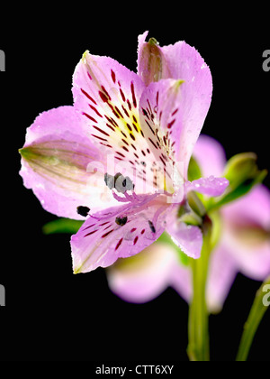 Alstroemeria cultivar, Alstroemeria, Peruvian lily, Purple, Black. Stock Photo