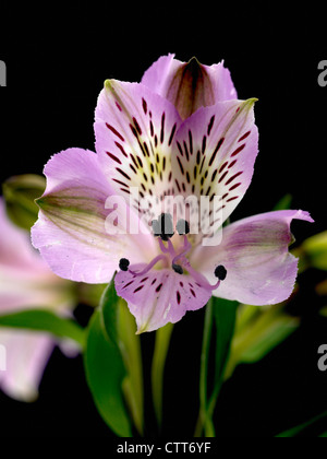Abelia grandifolia, Alstroemeria, Peruvian lily, Purple, Black. Stock Photo