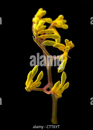 Anigozanthos cultivar, Kangaroo paw, Yellow, Black. Stock Photo