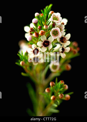 Chamelaucium uncinatum, Geraldton wax, White, Black. Stock Photo