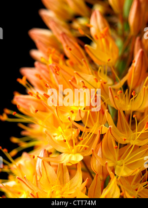 Eremurus x isabellinus 'Cleopatra', Foxtail lily, Orange, Black. Stock Photo