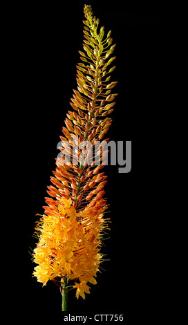 Eremurus x isabellinus 'Cleopatra', Foxtail lily, Orange, Black. Stock Photo