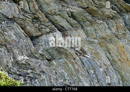 Mica schist close look. Denali National Park and Preserve, Alaska, USA. Stock Photo