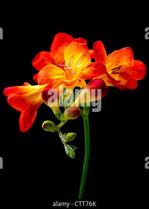 Freesia, Orange coloured flowers cluster on a single stem against a black background. Stock Photo