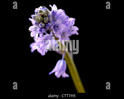 Scilla cultivar, Scilla, Blue, Black. Stock Photo