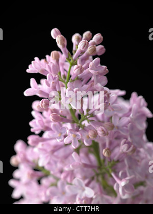 Syringa cultivar, Lilac, Purple, Black. Stock Photo