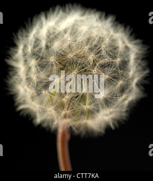 Taraxacum officinale, Dandelion clock, Grey, Black. Stock Photo