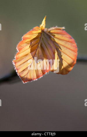 Fagus sylvatica purpurea, Copper beech, Red. Stock Photo