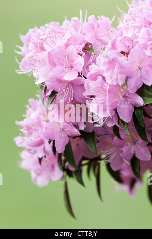 Rhododendron cultivar, Rhododendron, Pink, Green. Stock Photo